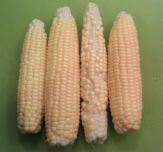 corn