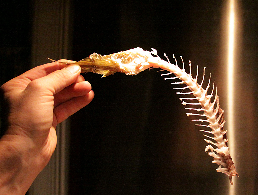 Red Snapper Bones